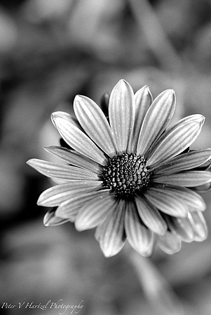 Daisy-Black and white