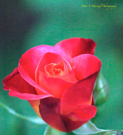 Blooming Garden rose-  Soft Light