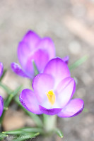 Crocus