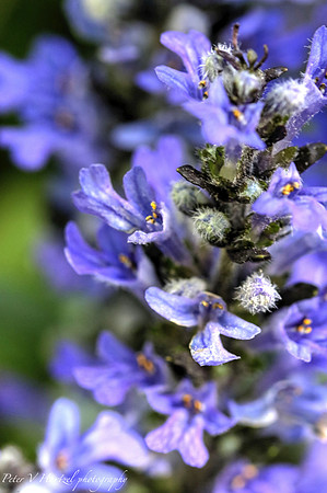 May Blue