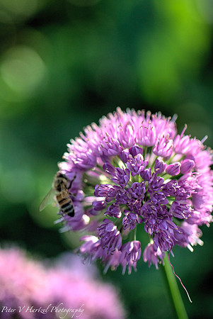 Purple flower with Bee