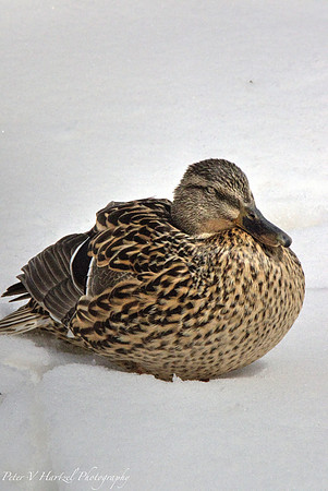Female duck in the snow