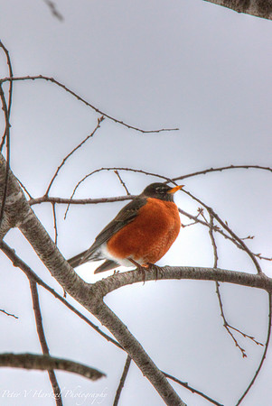 Robin