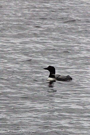 Loon on Calhoun