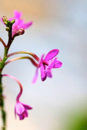 Spring blooming