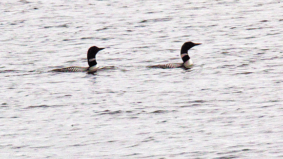 Loons on Lake Calhoun