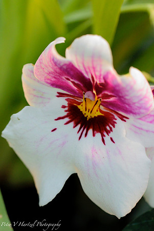 White and Pink Lilly