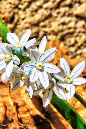 white-blue flowers in soft light