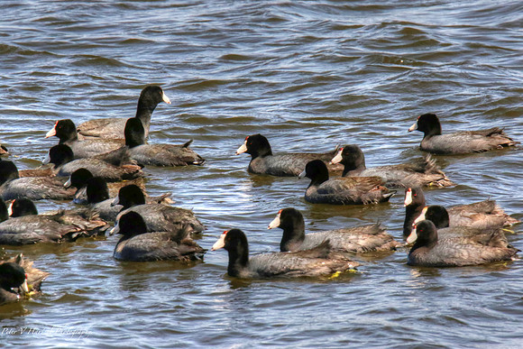 Coots