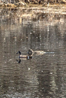 Blue winged teal and its mate