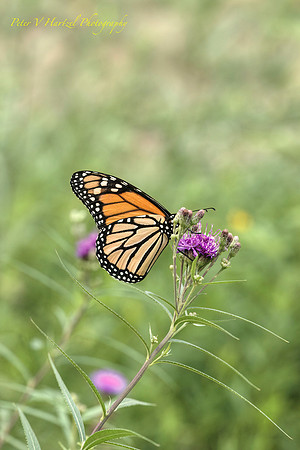 Monarch Butterfly on purple flower