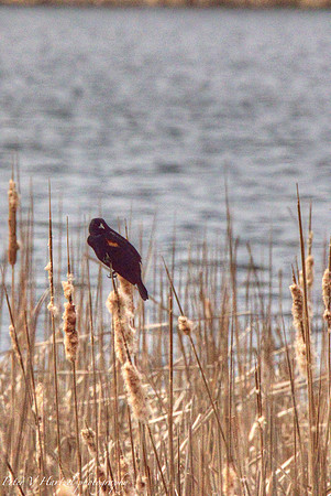 Red-winged blackbird- soft lighting