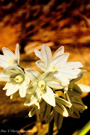 Spring flowers white and blue-fire filter