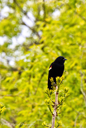 Red-winged Blackbird