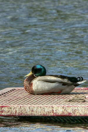 sun-bathing duck