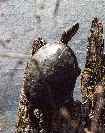 Turtle