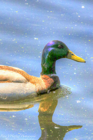 Mallard