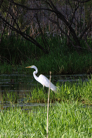 White Heron-Keller lake