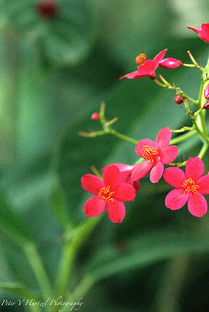 Little red flowers