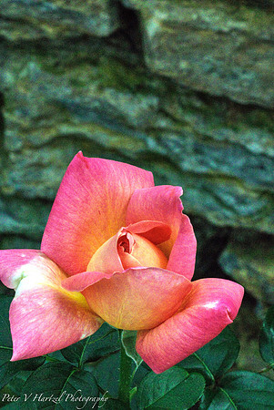 Peach  Garden Rose