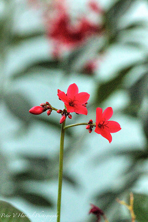 Two Red flowers