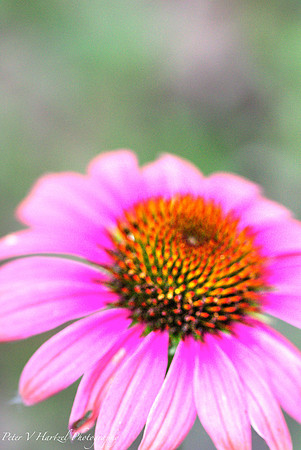 Pink flower-natural light