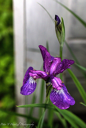Purple Iris after the rain