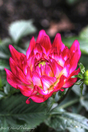 Red-Pinkish flower