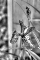 Purple Lily-B&W Artistic