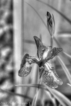 Purple Lily-B&W Artistic