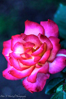 Garden Rose
