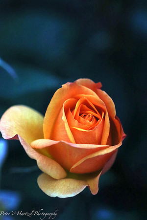 Orange Garden Rose soft light