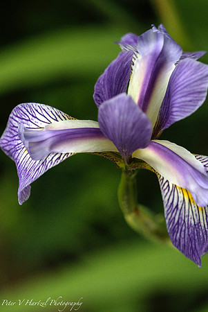Purple and Blue Iris