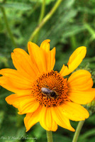 Bee on Daisy