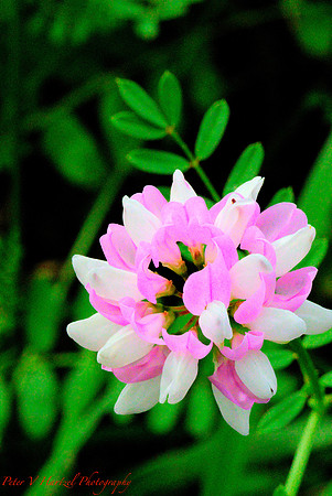 Pink and white flower blowing in the wind