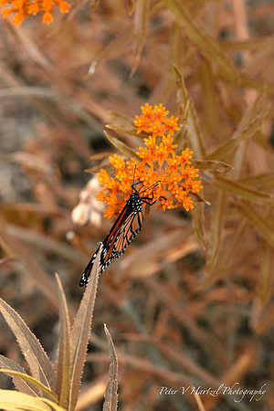 Monarch on Milkweed w: Indian summer filter-PVH
