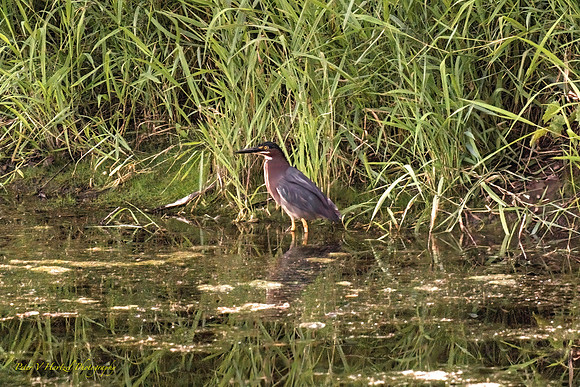 Green Heron in Pond-Golden hour