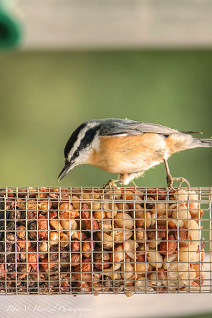 Red Breasted nuthatch-warming filter 11-25-PVH