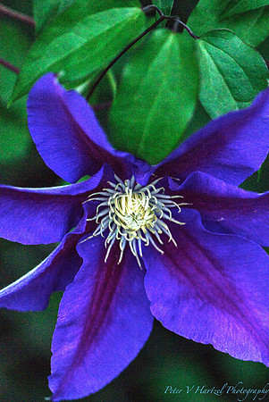 Blue Flower