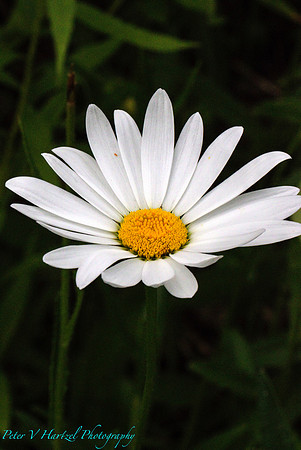 Northwood Daisy
