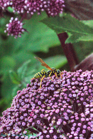 Wasp