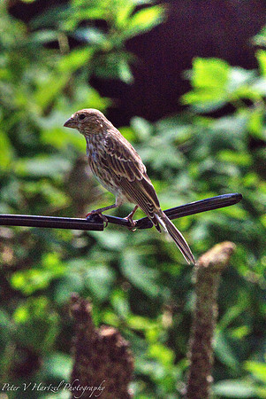 House Finch