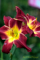 Day lilies-Burgundy and yellow