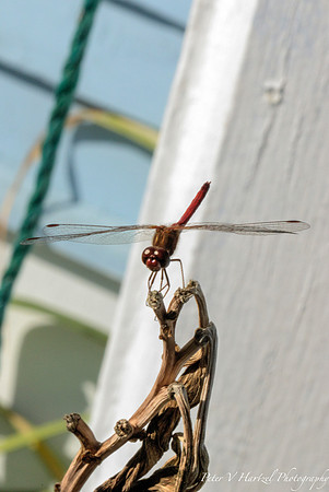 Red tailed Dragonfly ready for flight
