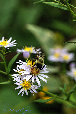Pollenating Bee