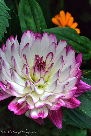 Garden rose- pink and white