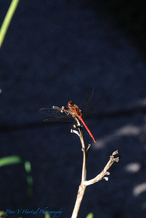 Red Tailed Dragonfly-soft light