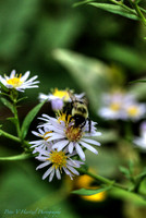 Bee pollenating White flower in the fall