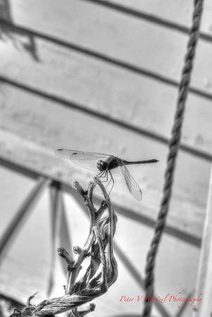 Dragonfly, B+W Artistic