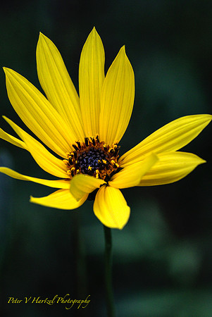 Daisy-Soft Light